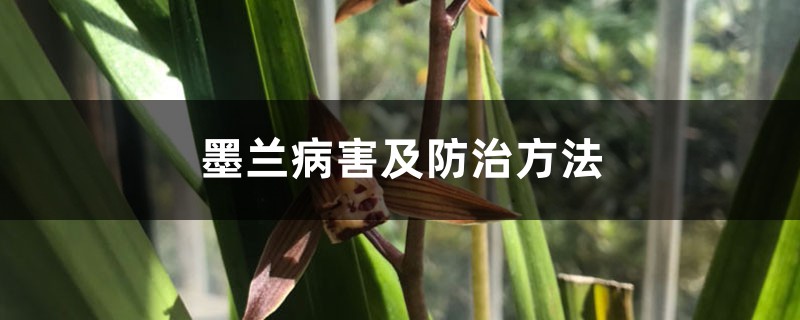 墨蘭病害及防治方法