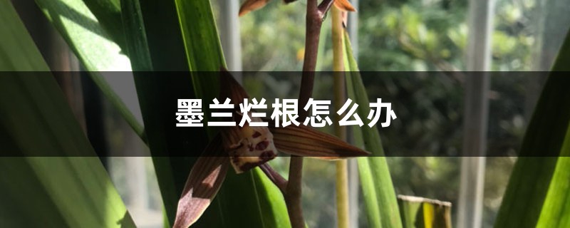 墨蘭爛根怎麼辦