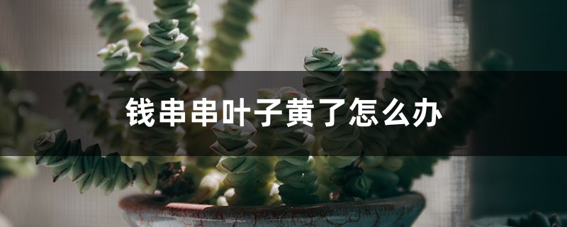 錢串串葉子黃了怎麼辦