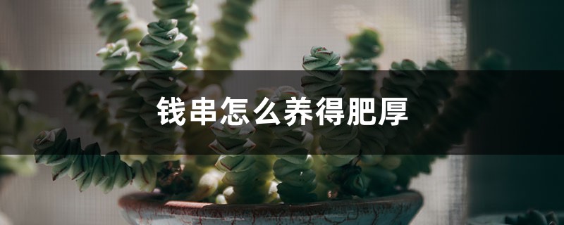 錢串怎麼養才能肥厚一些