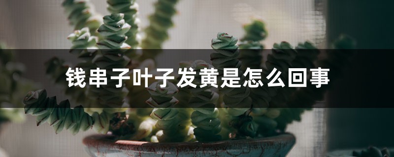 錢串子葉子發黃是怎麼回事