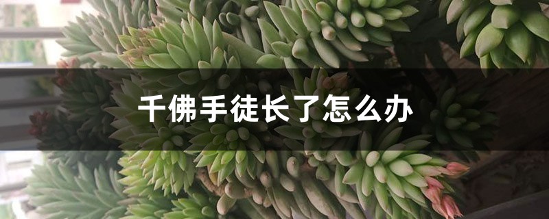 千佛手徒長了怎麼辦