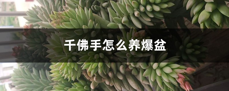 千佛手怎麼養爆盆