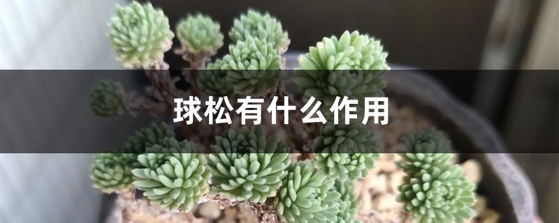 球松有什麼作用