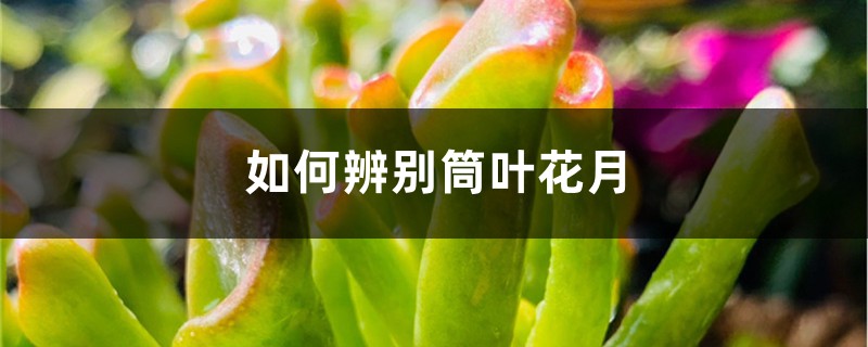 如何辨別筒葉花月
