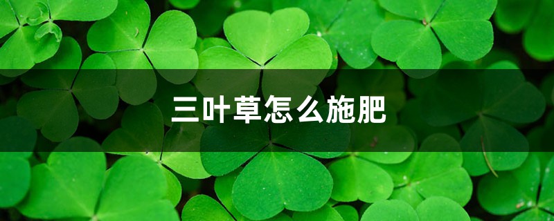 三葉草怎麼施肥