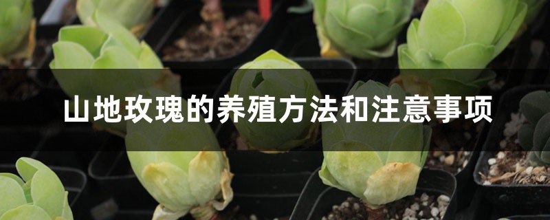 山地玫瑰的養殖方法和注意事項，山地玫瑰圖片