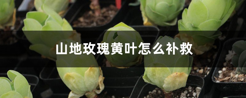 山地玫瑰黃葉的原因和處理辦法