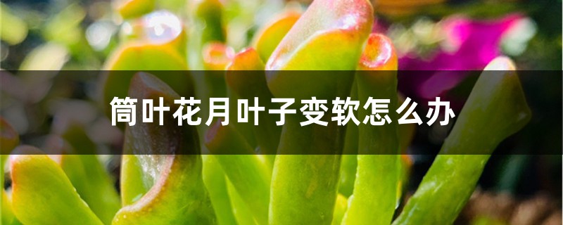筒葉花月葉子變軟怎麼辦