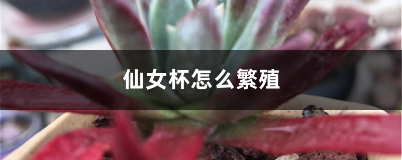 仙女杯怎麼繁殖