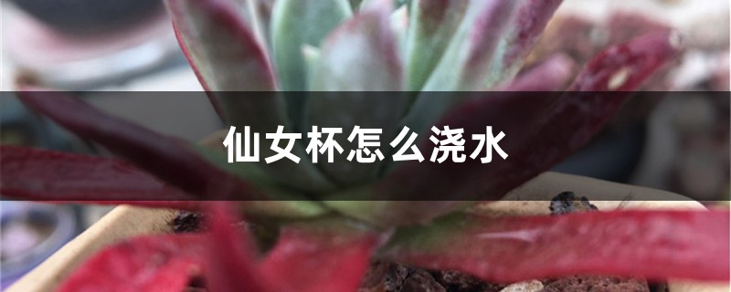 仙女杯怎麼澆水
