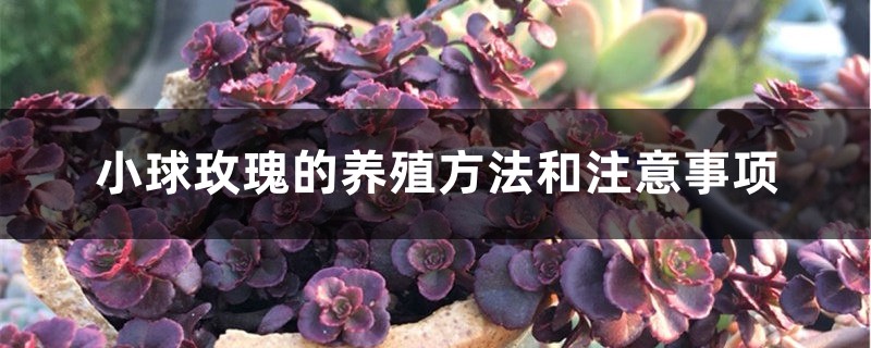 小球玫瑰的養殖方法和注意事項