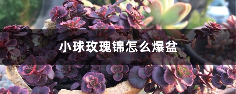 小球玫瑰錦怎麼爆盆
