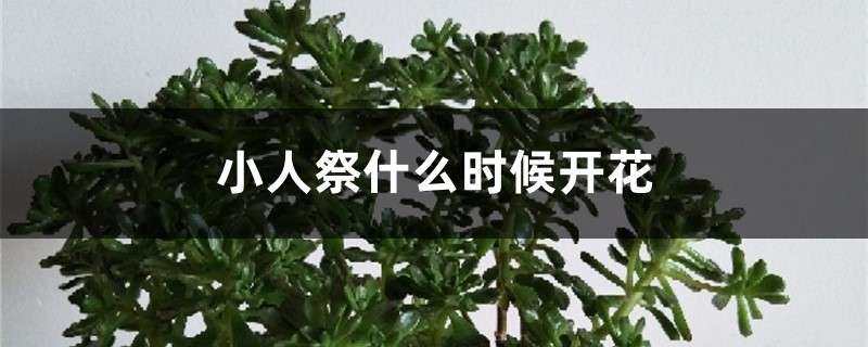 小人祭什麼時候開花