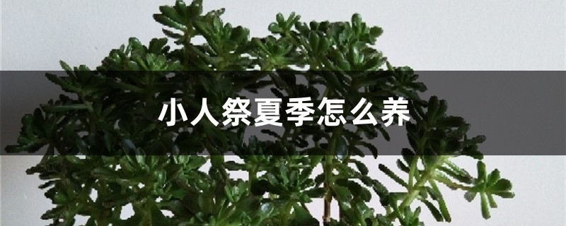 小人祭夏季怎麼養