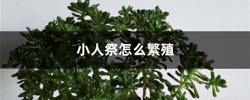 小人祭怎麼繁殖