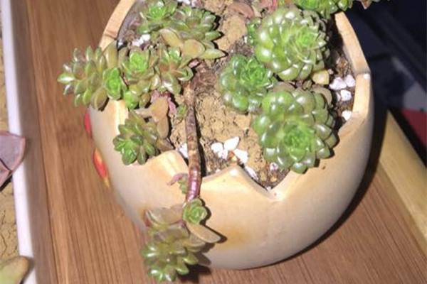 小玉爛根怎麼辦