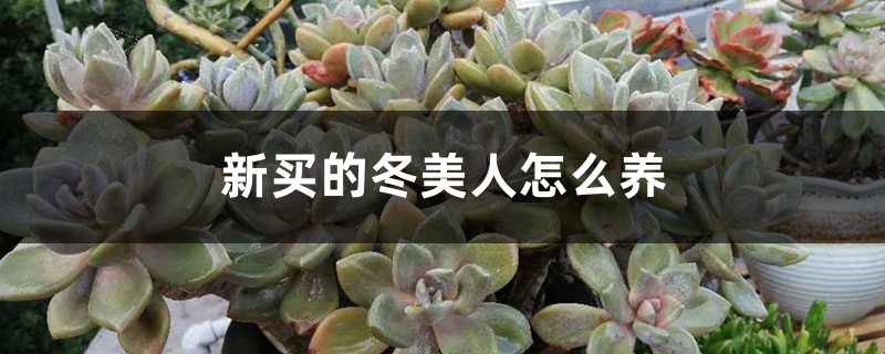 新買的冬美人怎麼養