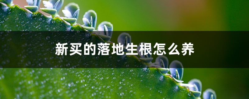 新買的落地生根怎麼養