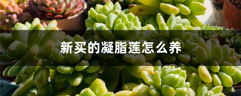 新買的凝脂蓮怎麼養