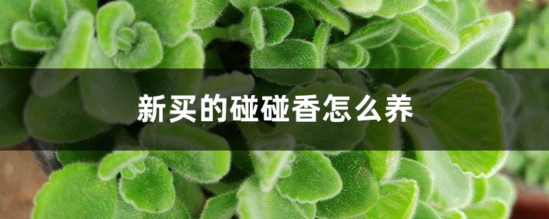 新買的碰碰香怎麼養