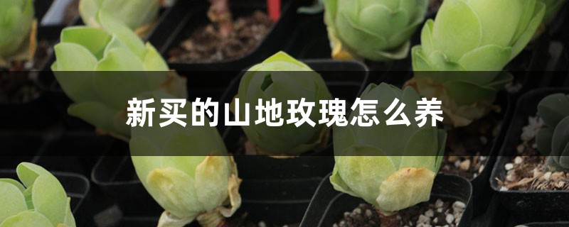新買的山地玫瑰怎麼養