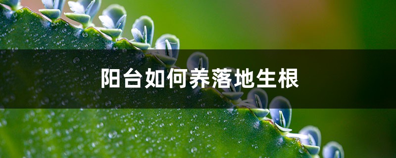 陽臺如何養落地生根，需要注意什麼