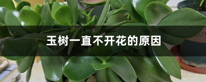 玉樹一直不開花的原因，如何促進開花