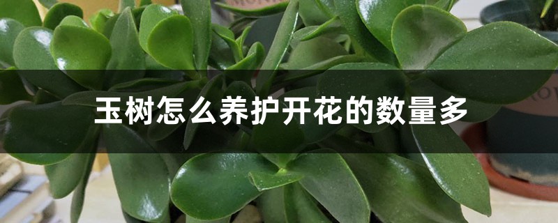 玉樹怎麼養護開花的數量多，花期在什麼時間