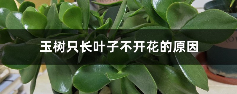 玉樹只長葉子不開花的原因，怎麼解決