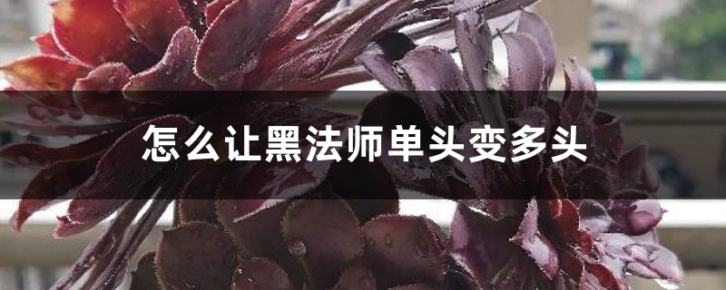 怎麼讓黑法師單頭變多頭，怎麼繁殖