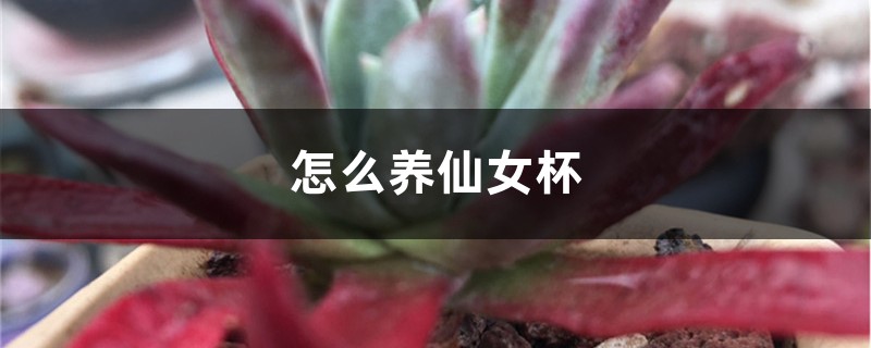 怎麼養仙女杯