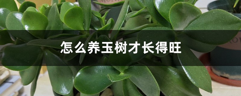 怎麼養玉樹才長得旺，徒長怎麼辦