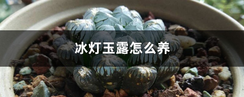 冰燈玉露怎麼養