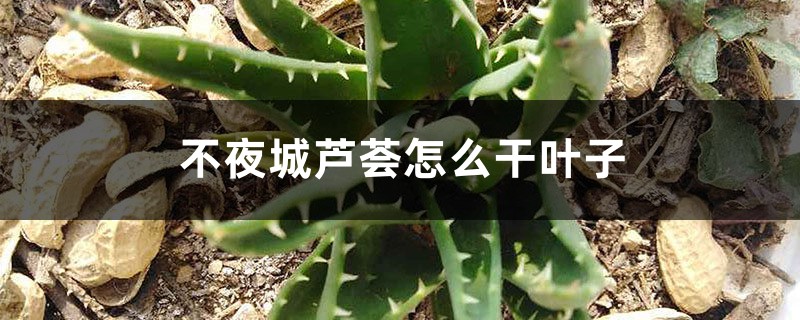 不夜城蘆薈怎麼會幹葉子