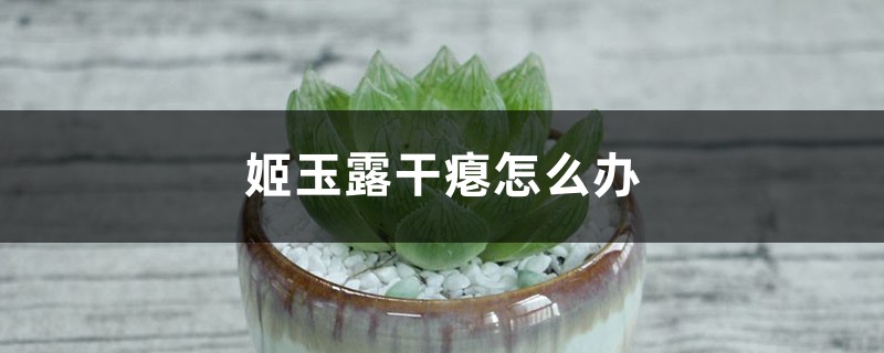 姬玉露乾癟怎麼辦