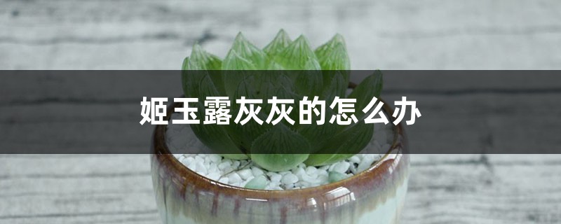 姬玉露灰灰的怎麼辦