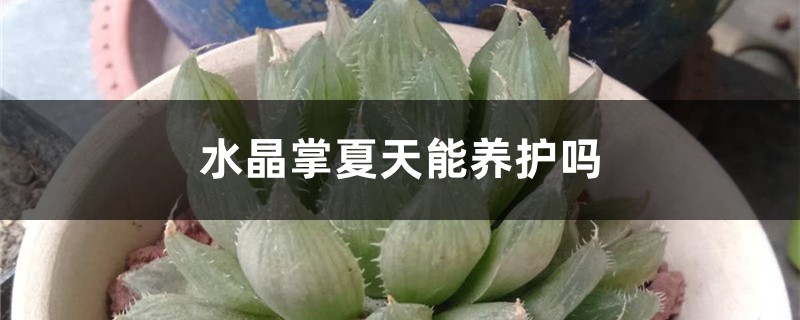 水晶掌夏天能養護嗎