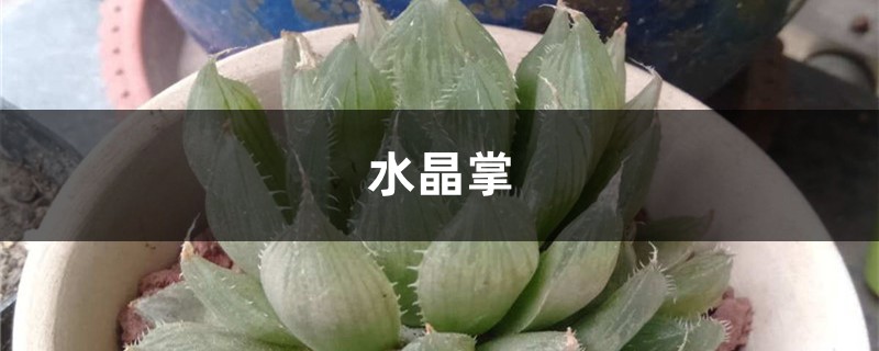 水晶掌葉片發軟怎麼辦