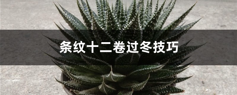 條紋十二捲過冬技巧