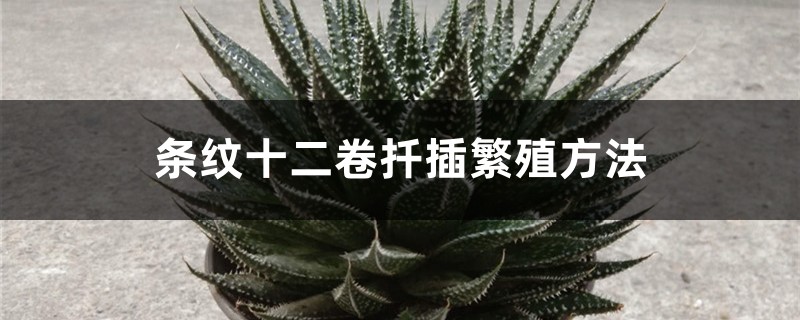 條紋十二卷扦插繁殖方法