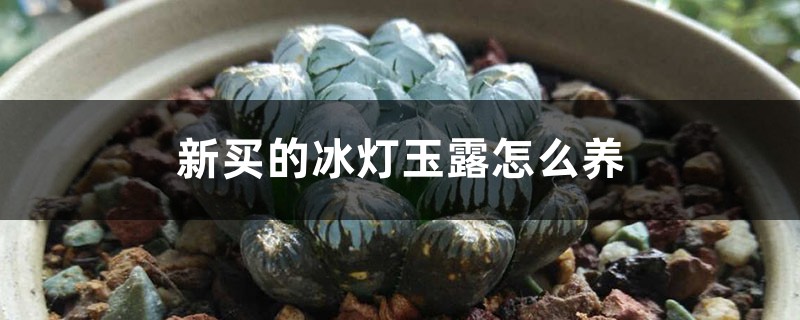 新買的冰燈玉露怎麼養