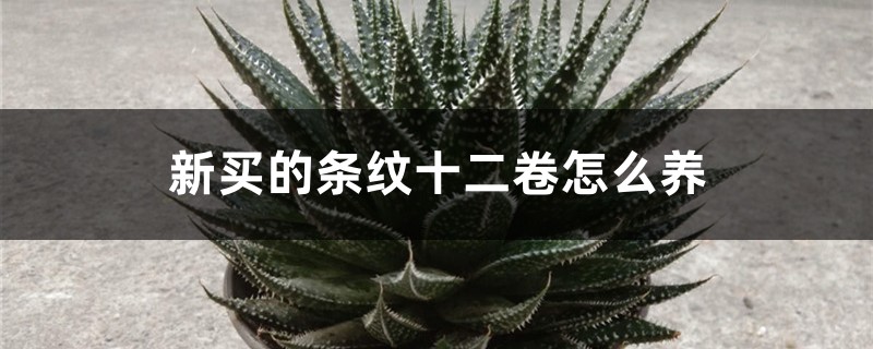 新買的條紋十二卷怎麼養