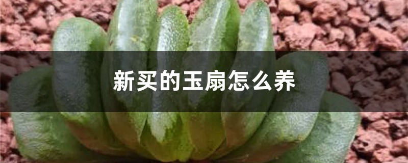 新買的玉扇怎麼養
