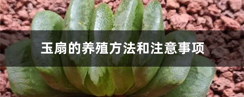 玉扇的養殖方法和注意事項