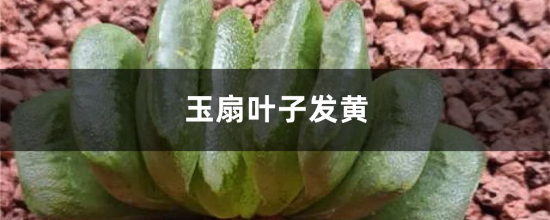 玉扇黃葉的原因和處理辦法