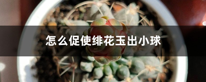 怎麼促使緋花玉出小球