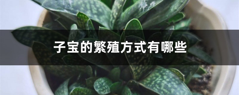 子寶的繁殖方式有哪些