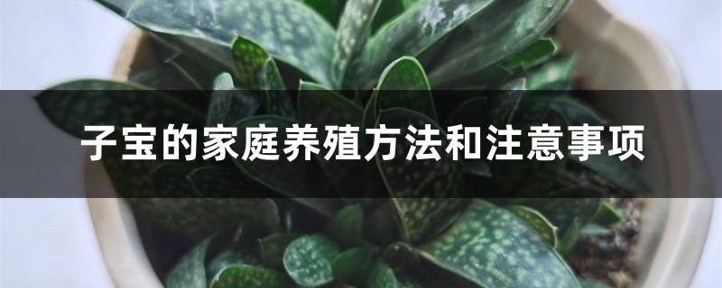 子寶的家庭養殖方法和注意事項