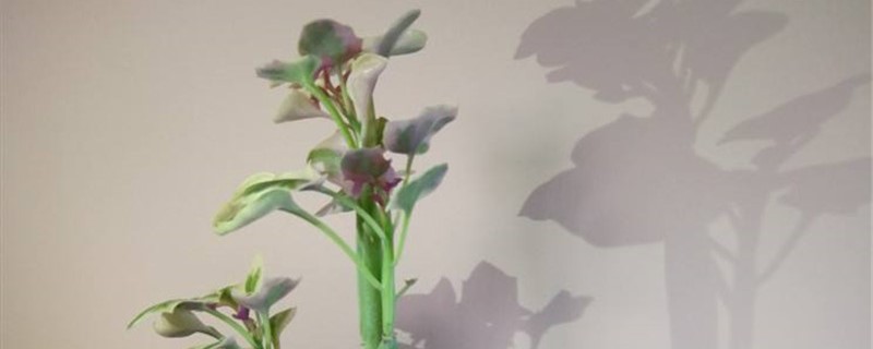 七寶樹的養殖方法和注意事項